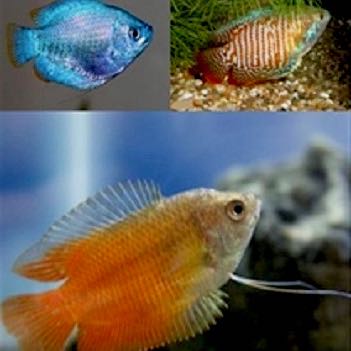 Colisa lalia   Dwerggourami mix L